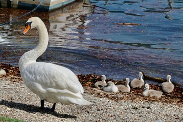 swans on the lake with ducklings