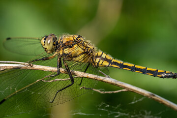 close up of a dragonfly