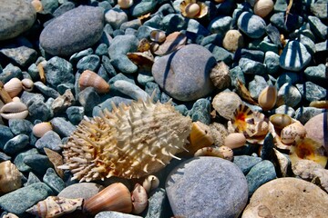sea urchin shells and stones