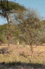 Nice landscape of African savannah with a cheetah watching its future prey