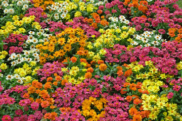 Lots of colorful zinnias bloom in the garden.
