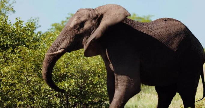 Aggressive or angry posturing of defensive elephant, shaking head to intimidate