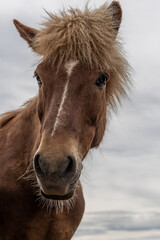 Icelandic Horse Close up 