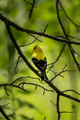 goldfinch sitting on a branch with back to camera and a green backdrop