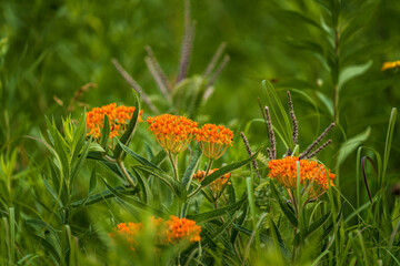 orange butterfly weed in a green field