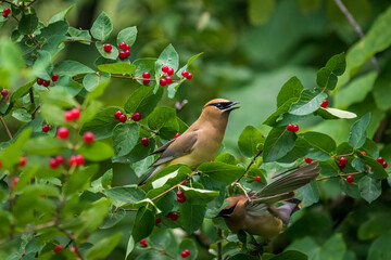 two cedar waxwing birds sitting on a red berry bush