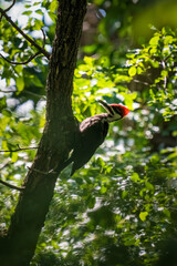 pileated woodpecker on a shady tree in the forest