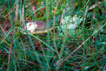 mushroom in the forest