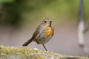 Young Robin
