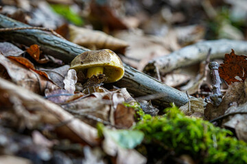 mushroom in the forest