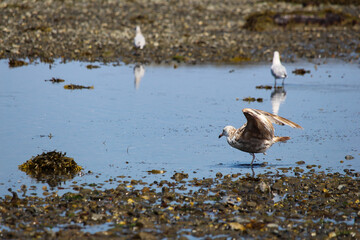 sea bird on shore, in Gaspé, QC, Canada