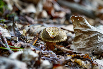 mushroom in the forest