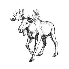 Vector hand-drawn illustration of a moose isolated on a white background. A sketch of a wild animal in the style of an engraving. - 524711859