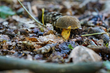 mushroom in the forest