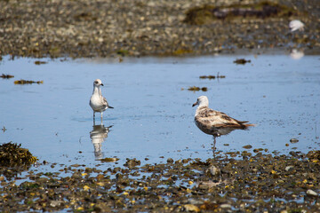 sea bird on shore, in Gaspé, QC, Canada