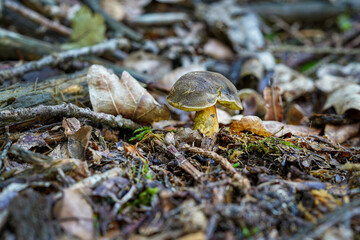 mushroom in the forest