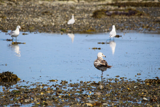 sea bird on shore, in Gaspé, QC, Canada