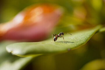 ant on a leaf