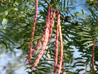 seed pods
