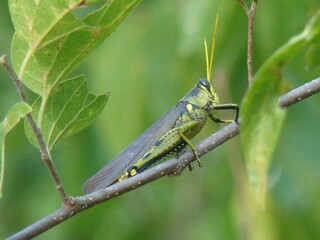 grasshopper on a leaf