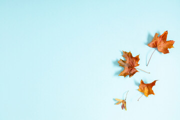 Autumn creative composition with leaves. Beautiful dried leaves on pastel blue background. Fall concept. Autumn background. Flat lay, top view, copy space