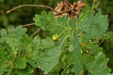 Knopperngalle an Stieleiche (Quercus robur)