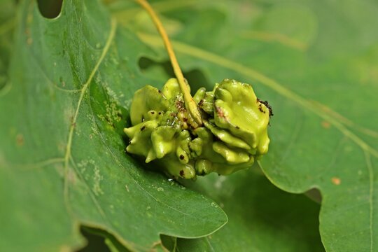 Knopperngalle an Stieleiche (Quercus robur)