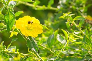 Honey bee collecting pollen from  yellow primrose-willow flower