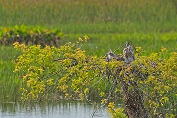 Two young great blue herons reposing in tree stump nest