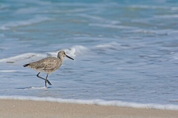 Willet shore bird stepping into receding surf foam on sandy ocean beach