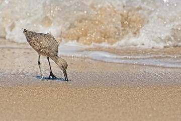 Willet shore bird foraging in beach sand in the surf zone of breaking waves