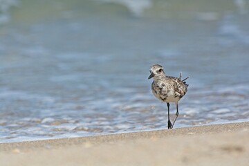 White-rumped sandpiper strolling water line on sandy beach with surf behind