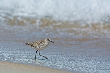 White-rumped sandpiper stepping into receding surf on  sandy beach