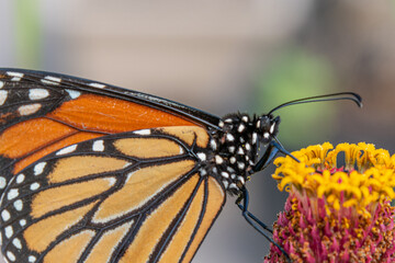 Closeup of monarch butterfly on orange flower in garden