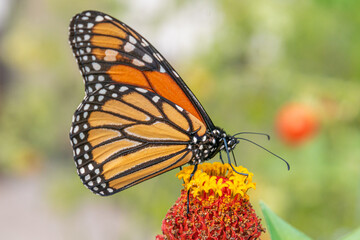 Closeup of monarch butterfly on orange flower in garden