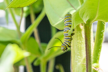 Monarch butterfly caterpillar crawling through garden
