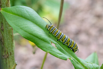 Monarch butterfly caterpillar crawling on leaf of milkweed plant in garden