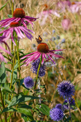  Echinacea purple ( lat. Echinacea purpurea ) in herb garden. Butterfly on flower of echinacea.