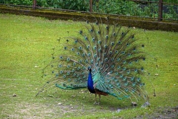 Obraz premium peacock in the park