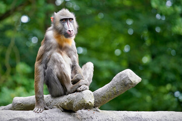 mandrill sitting on a branch