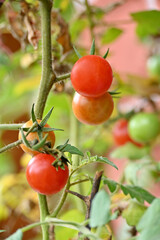 closeup the bunch green red ripe tomato growing with plant in the farm soft focus natural green brown background.
