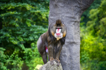 a male mandrill sitting on a branch