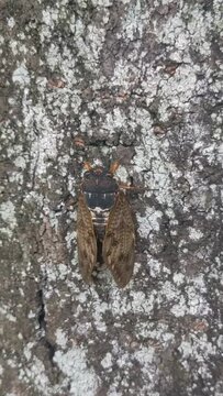 わずかに横に移動するアブラゼミ