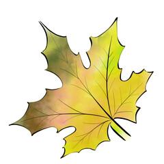 Autumn marple leaves isolated on white background. Leaves with watercolor texture