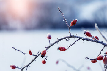 Rosehip berries covered with frost on a bush in winter in sunny weather