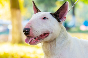 Obraz premium Bull terrier dog portrait close up in profile outdoors