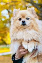Dog of breed pomeranian spitz in the arms of his mistress