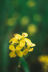 MOSQUITOES IN FLOWERS