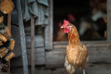 Village chickens in the chicken coop in the evening. There is artistic noise.
