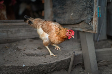 Village chickens in the chicken coop in the evening. There is artistic noise.